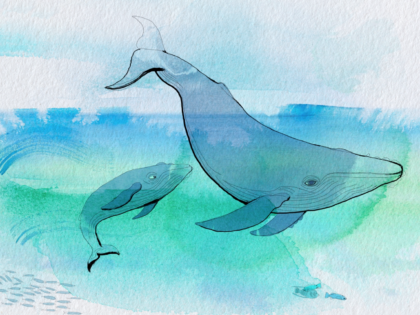 Watercolor animation, whales