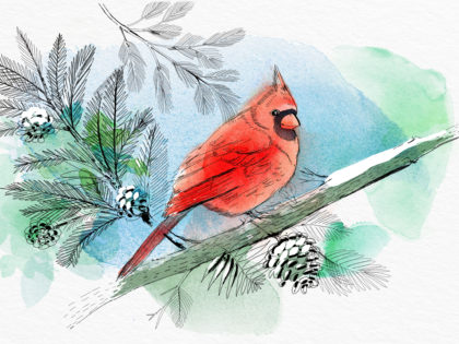 Watercolor bird illustration, nature, winter, Alessandra Scandella